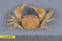 藏品(臺灣厚蟹)的圖片